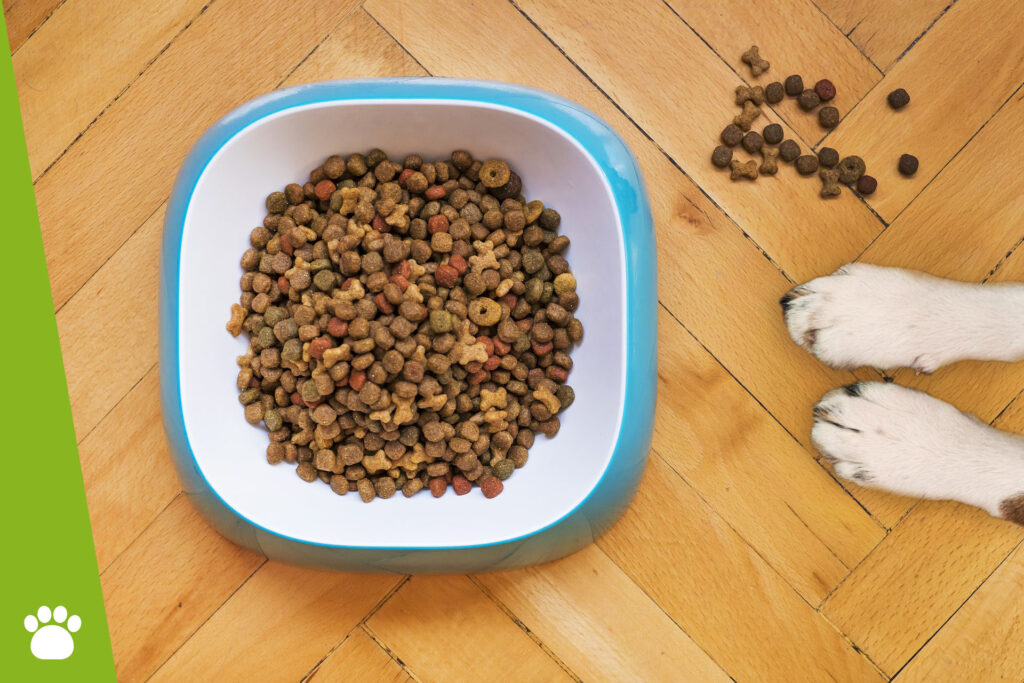 Czy sucha karma dla psa jest zdrowa?