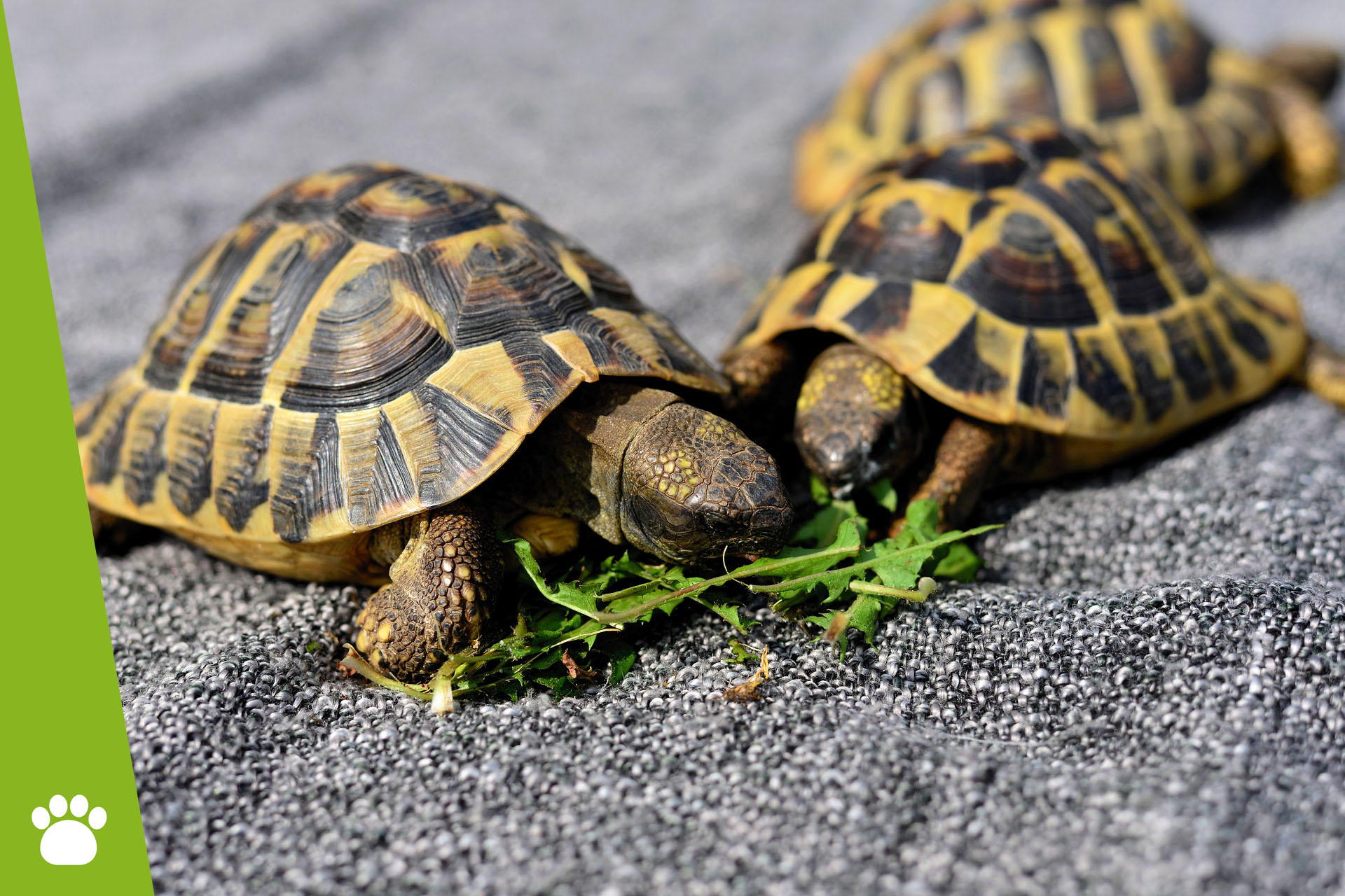 Co jedzą żółwie lądowe, wodne i stepowe?