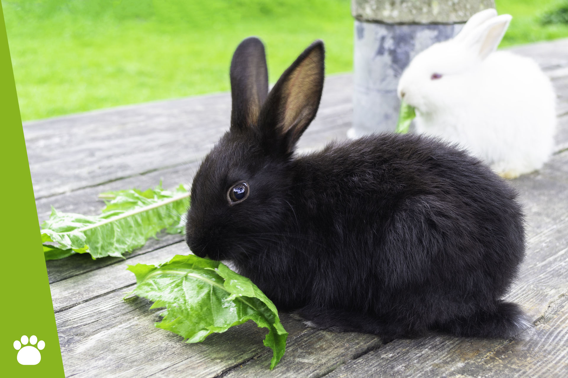Co jedzą króliki?