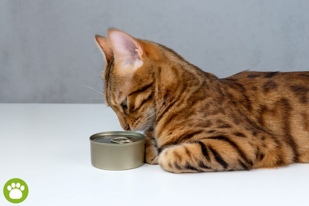Jak zachęcić kotka do jedzenia?