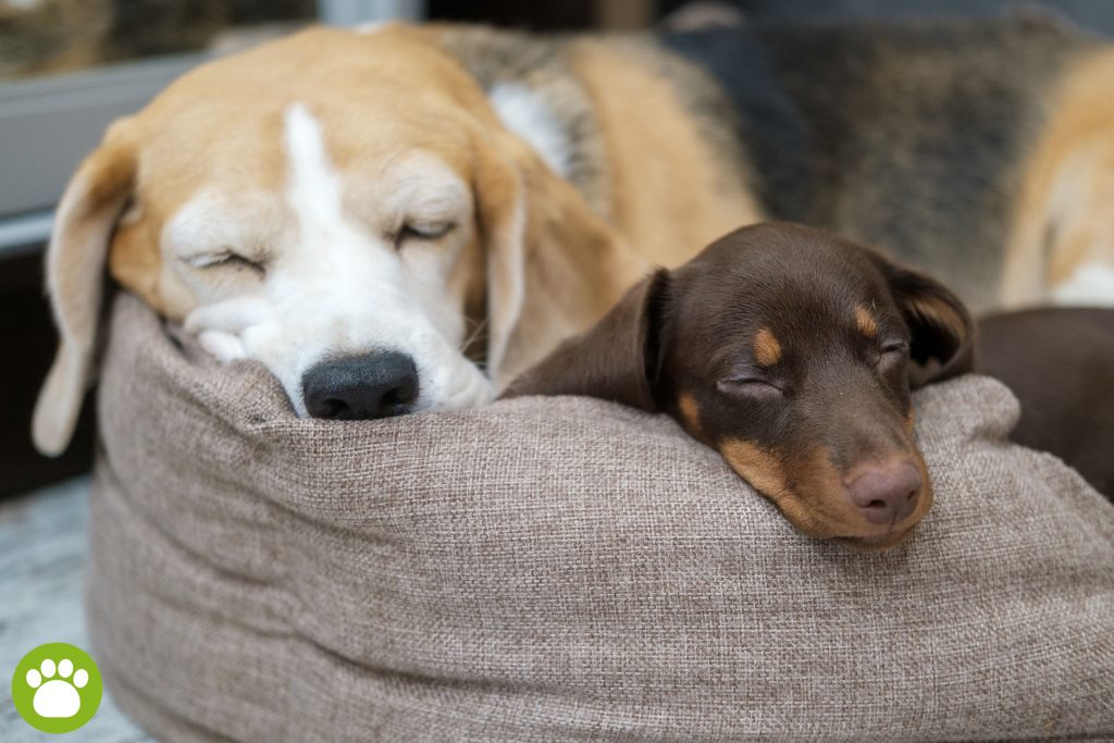 Ile godzin dziennie śpi pies?