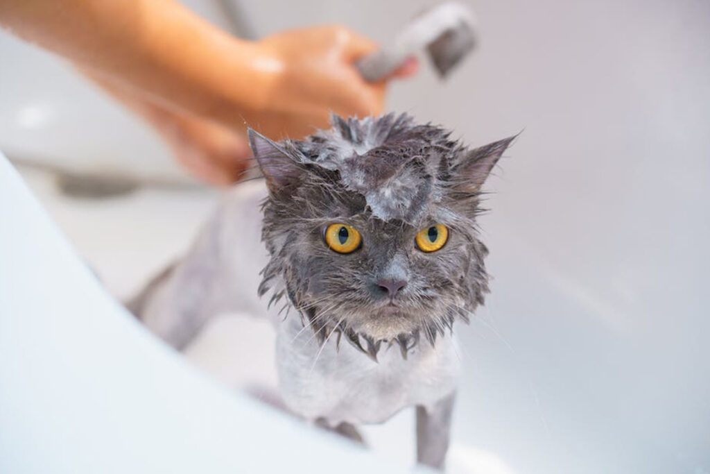 czy kota można kąpać