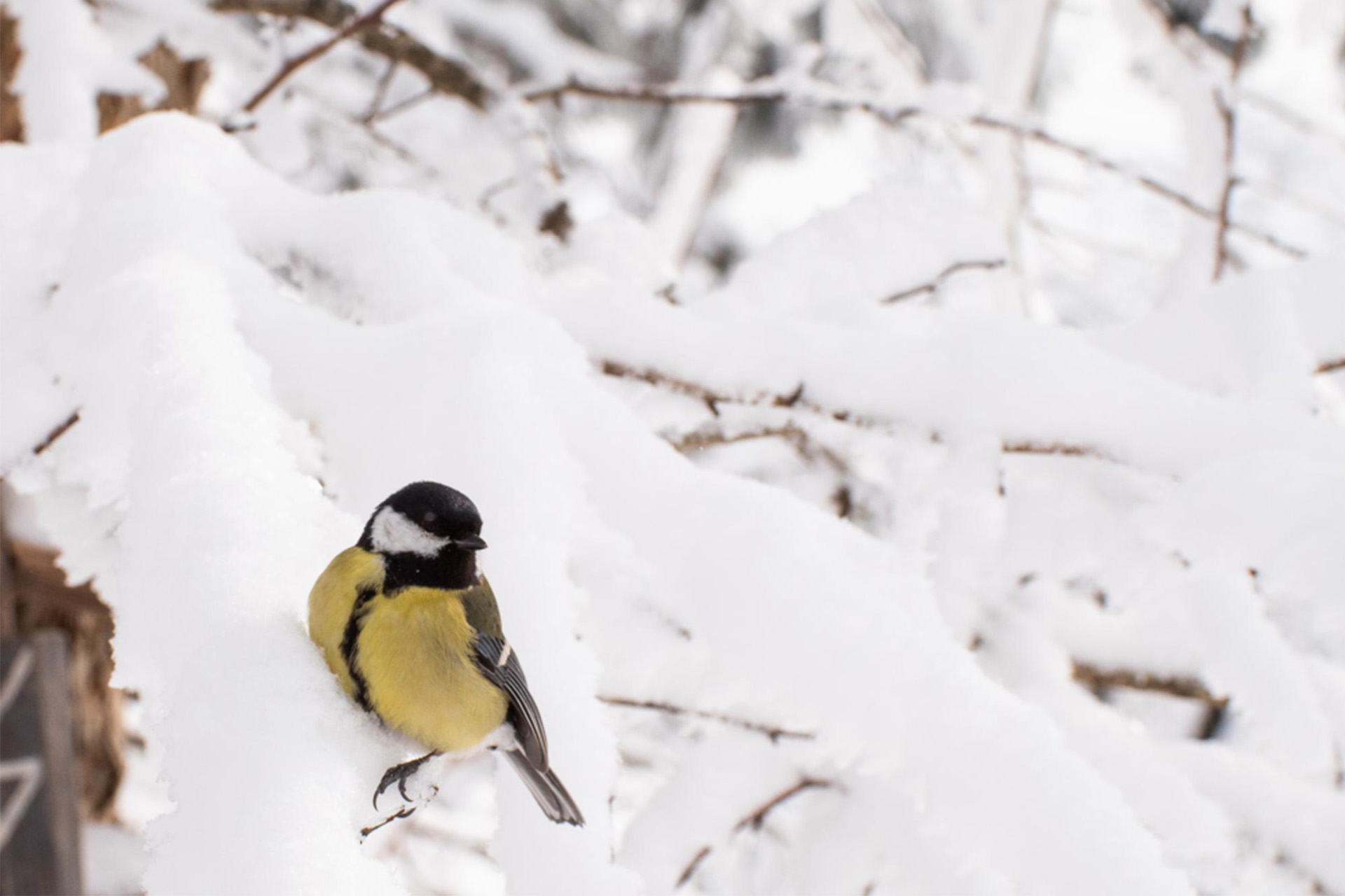 Jak ptaki radzą sobie z zimnem: puch, tłuszczyk i spryt